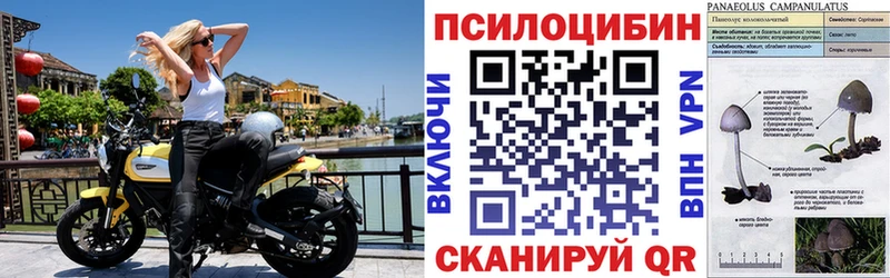 Псилоцибиновые грибы Psilocybine cubensis Новочеркасск